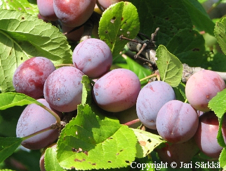 Prunus domestica 'Sinikka'-luumu.jpg